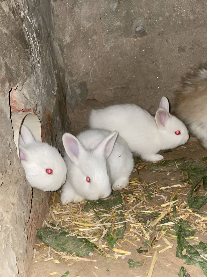 •	میرے صحن کے دو معصوم خرگوش 	•	خرگوش کے دو معصوم بچ 3