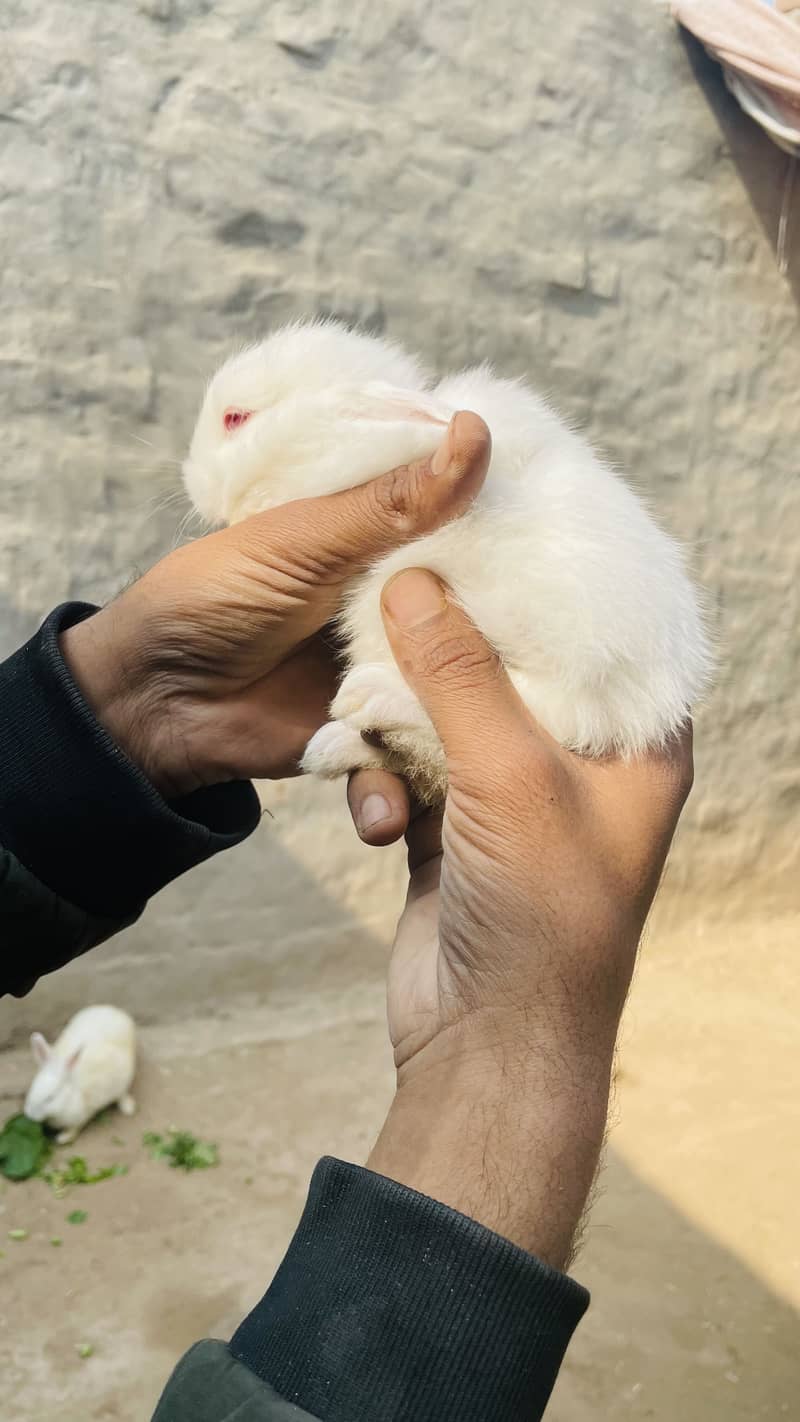 •	میرے صحن کے دو معصوم خرگوش 	•	خرگوش کے دو معصوم بچ 4