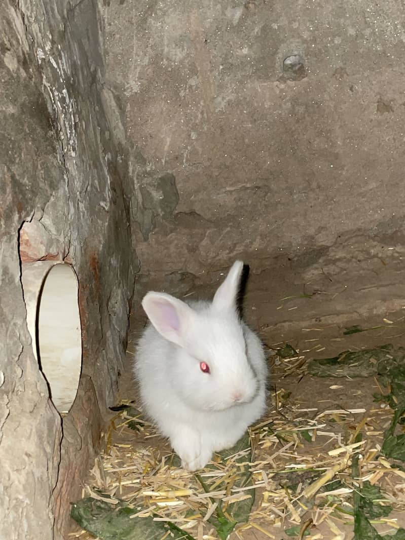 •	میرے صحن کے دو معصوم خرگوش 	•	خرگوش کے دو معصوم بچ 5