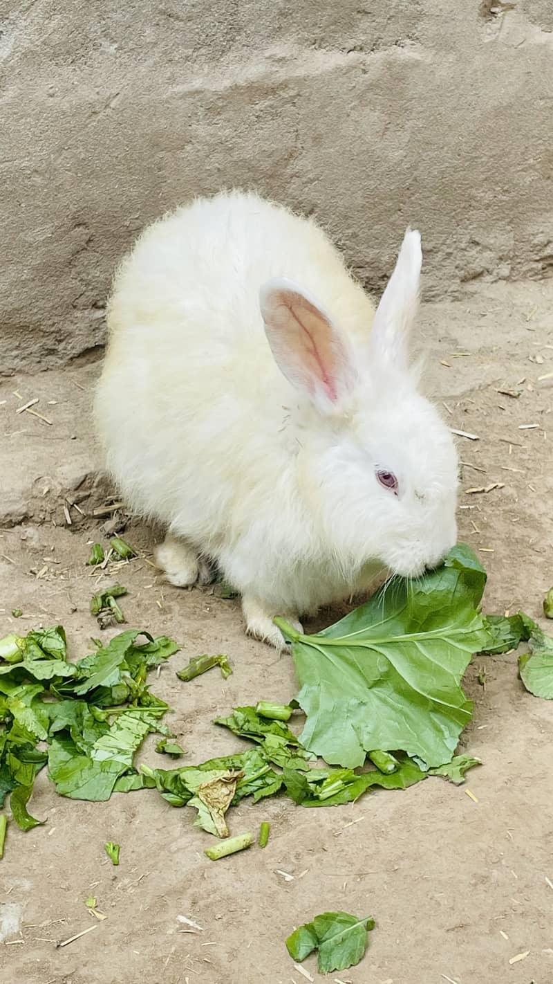 •	میرے صحن کے دو معصوم خرگوش 	•	خرگوش کے دو معصوم بچ 6
