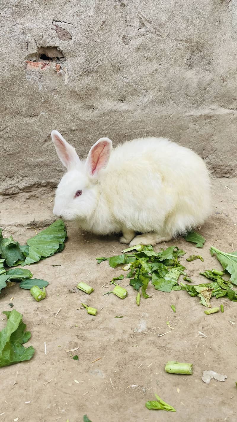 •	میرے صحن کے دو معصوم خرگوش 	•	خرگوش کے دو معصوم بچ 7