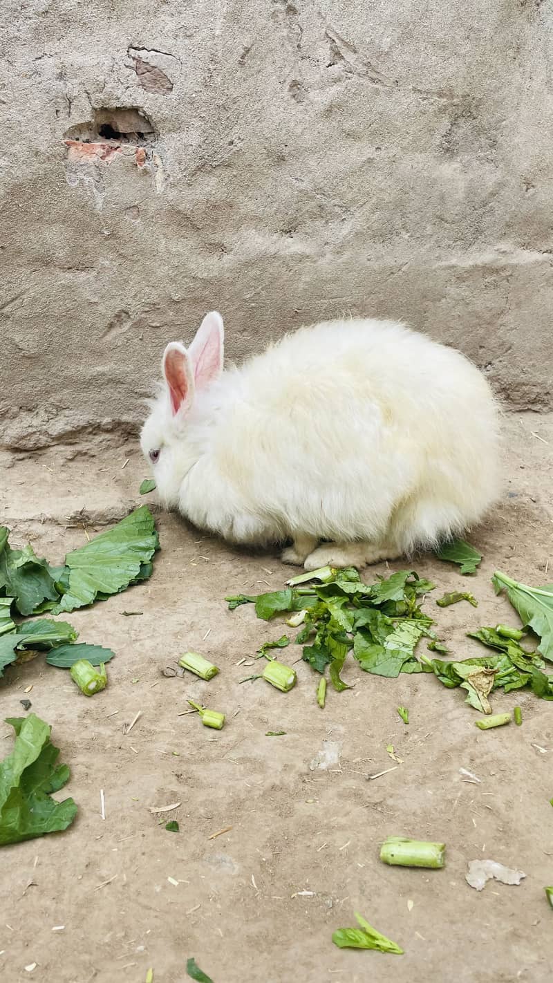 •	میرے صحن کے دو معصوم خرگوش 	•	خرگوش کے دو معصوم بچ 8