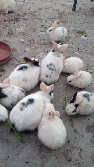 rabbit for sale