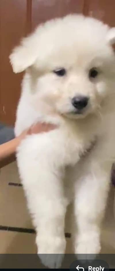 Sibrian Dog for sale