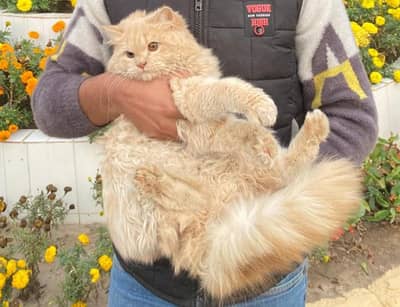 triple cot doll face fully long cot urgent sale