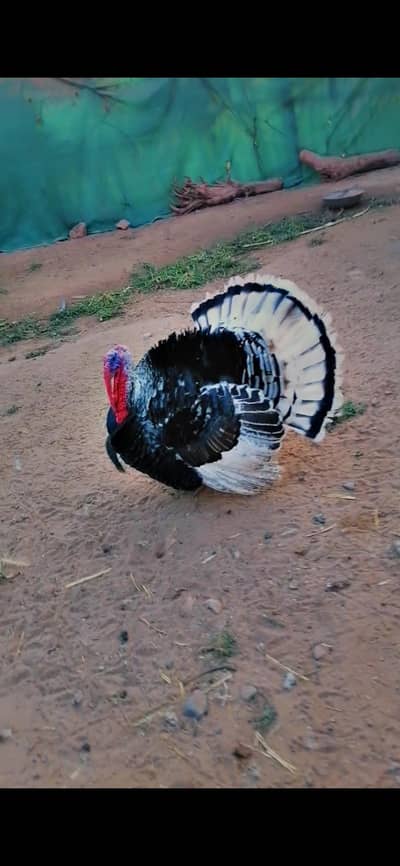 Breeders and chicks for sale