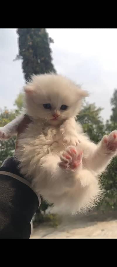 Persian kitten