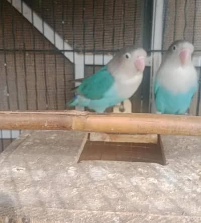 Birds for sale chowk kumharanwala  RS. 2300