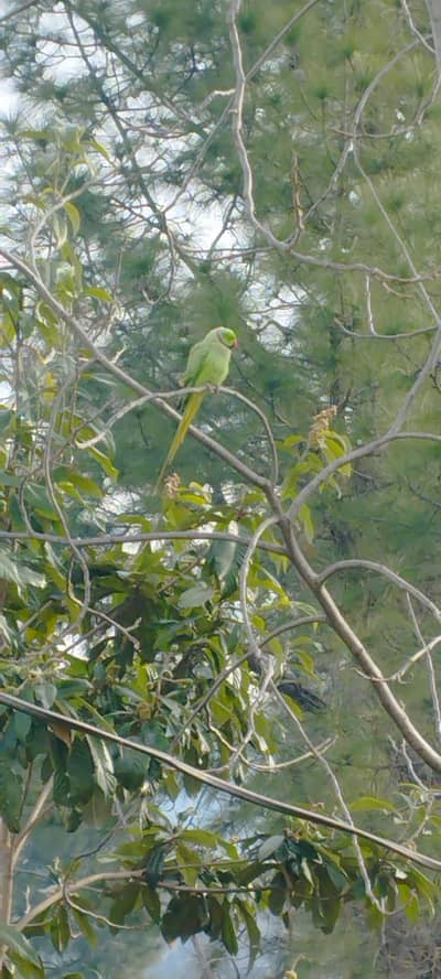Green ringneck parrot