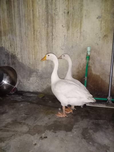 pair 6500ka 03164350590