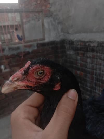 piur burmi pakoi ki madi