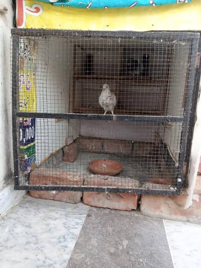 Wooden Cage for Pigeons