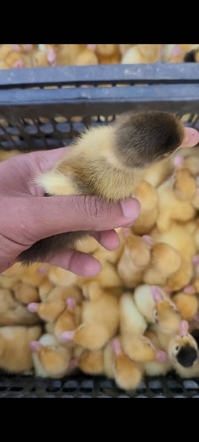 Desi & khaki cambell mix ducks