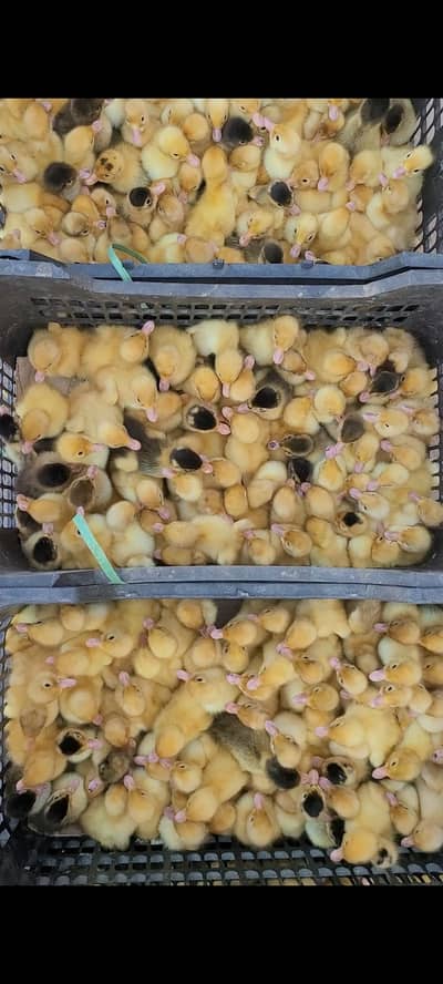 Desi & khaki cambell mix ducks