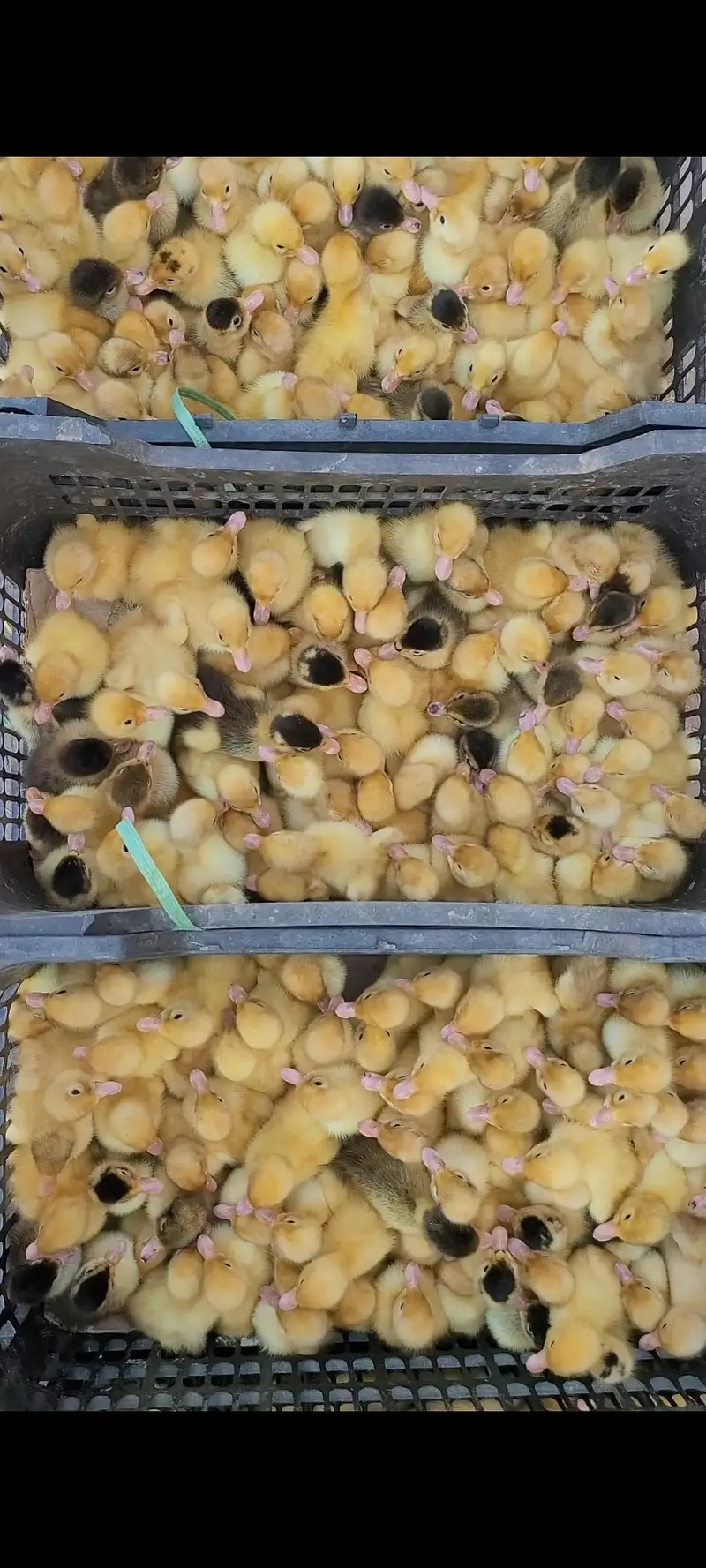 Desi & khaki campbell mix ducks |Desi and Khaki Campbell mix ducklings