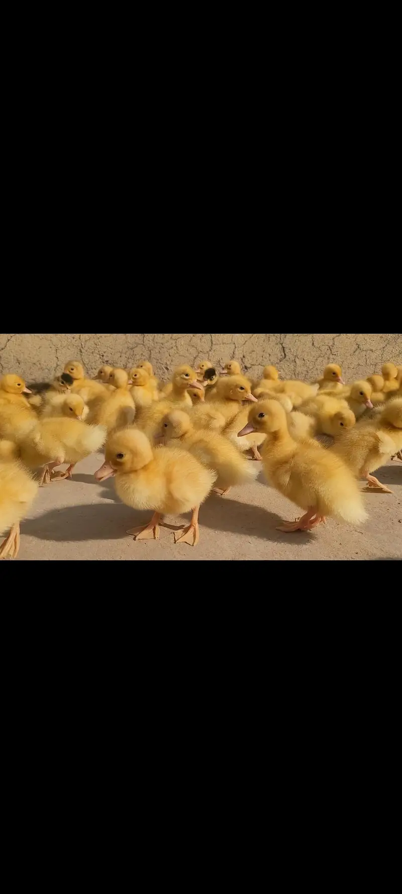 Desi & khaki campbell mix ducks |Desi and Khaki Campbell mix ducklings — photo 3