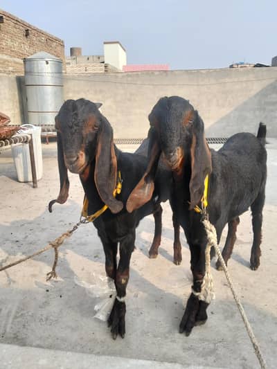 2 khassi brother for sale