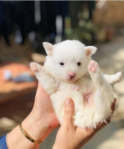 RUSSIAN PUPPIES FOR SALE