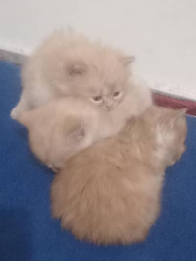 3 Persian cats
