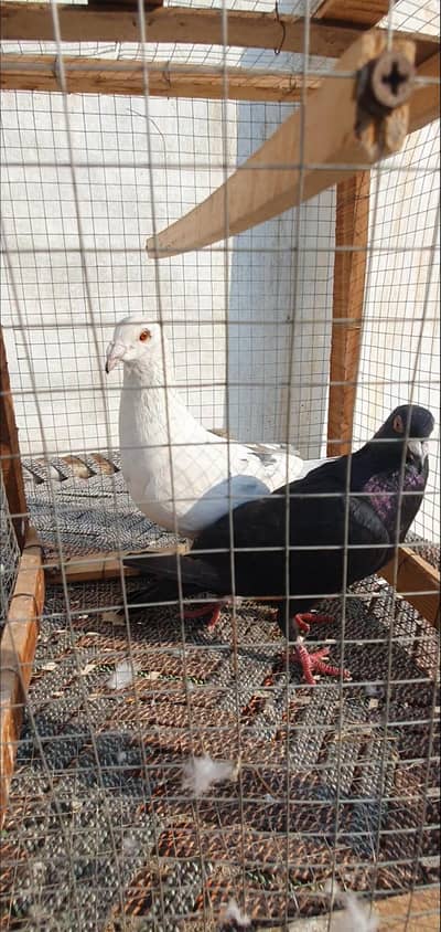 All breeder Pairs available  sbb ando  bacho ka sath hain munasib rate