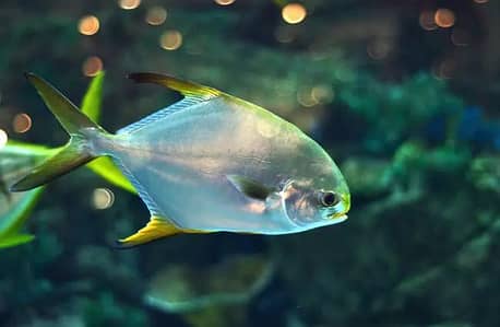 Fish 03005026337 in Rawalpindi