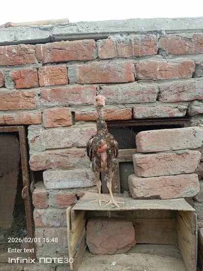 Aseel lakha one patha sale