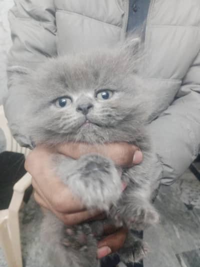 persian female picky punch round face