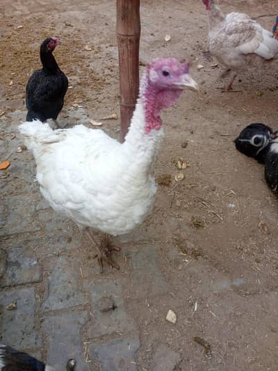 trukey hen