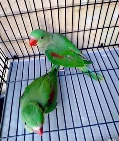 Kashmiri Raw Chicks Male & Female For Sale