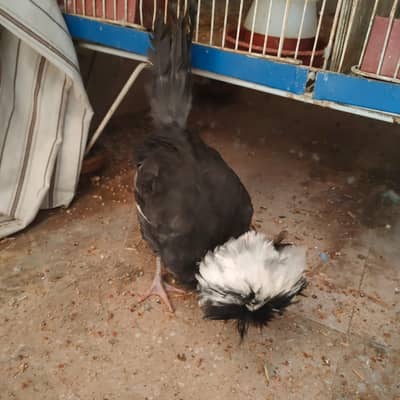3 to 4 Months chicks ,Aseel Jawa, polish for sale