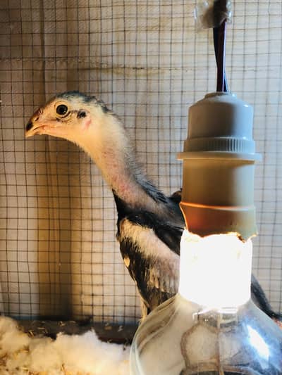 Premium quality oh shamo chicks Available