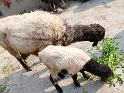 bher or bucha bilkol fit hy bucha ghas BHI khata hy jagah na honny ki