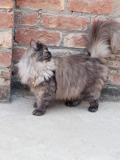 Beautiful Adult Cat – Ready for New Home