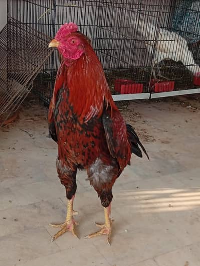 Aseel mianwali&Sindh breed