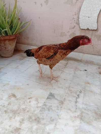 Aseel mianwali&Sindh breed