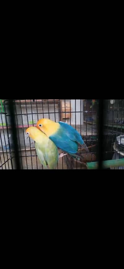 kuch breader piece ha or kuch 8 months plus ha