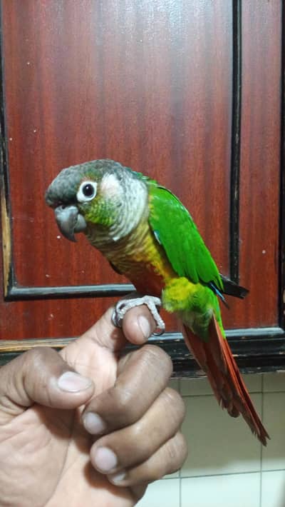 GREEN CHICK CONURE