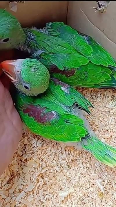 Kashmiri Raw Chicks Male & Female For Sale