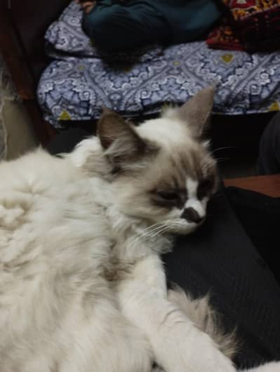 Cat Siberian white colour