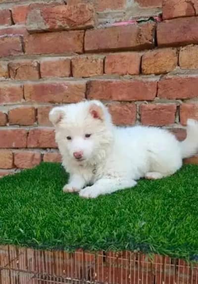 Russian poppy for urgent sale My WhatsApp Number 0326=7544=942