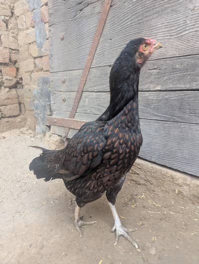 aseel madi for sale urgent