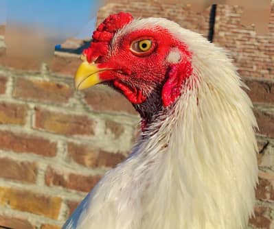 shamo aseel paper white patha for sale ha