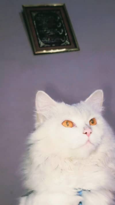 Beautiful Persian Male Cat for Sale (14 Months Old)