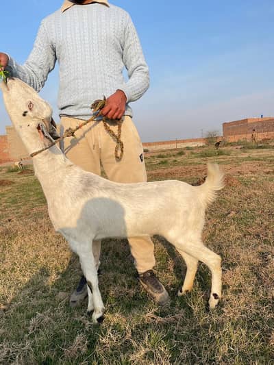 mix bakri for sale Sony ma 2 month leti h con# 0309-6870114