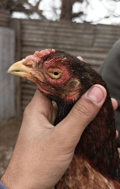 miawali madi high quality