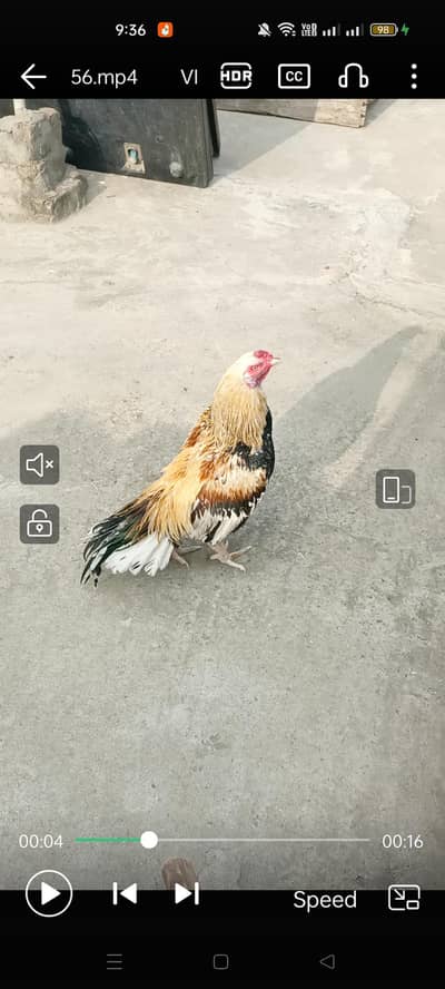 Title: Mianwali Mushka Aseel Patha - High Quality & Active