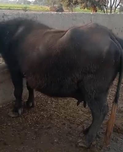 Jhoti For Sale 20 Din leti ha delivery me 2 Suwa