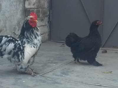 bantum breeder pair urgent for sale