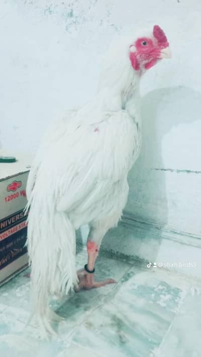 Pakistani parrotbeak  high quality