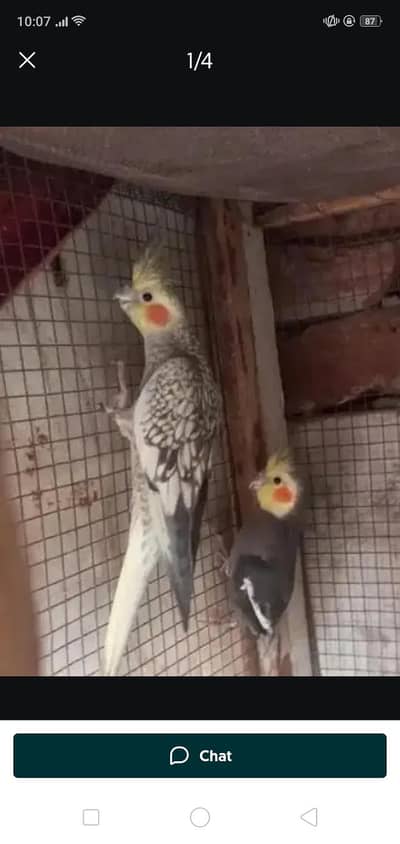 Cocktail and Australian Parrots For Sale